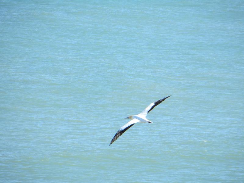 Gannet in flight