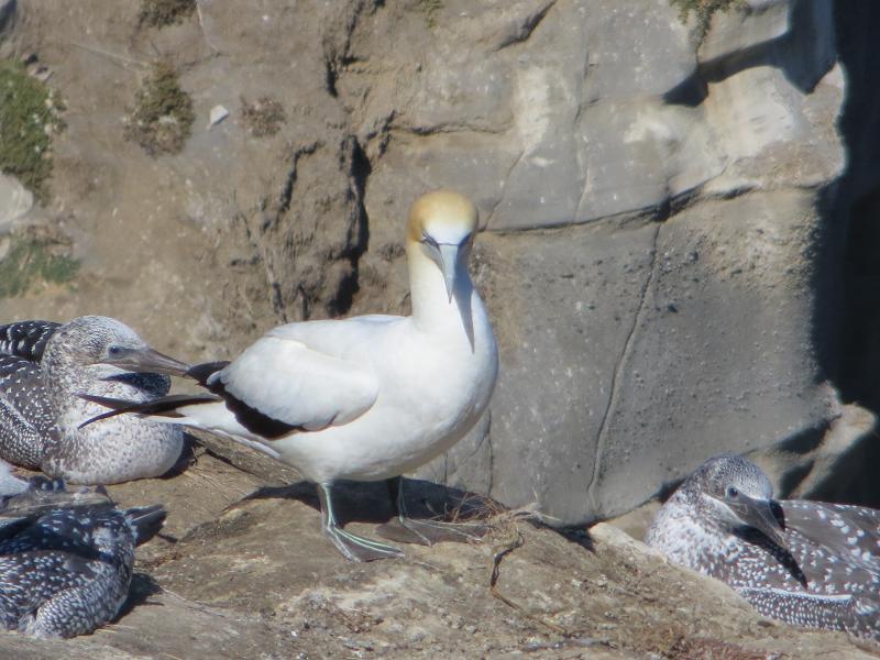 gannet & chicks
