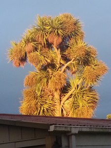 Cabbage trees