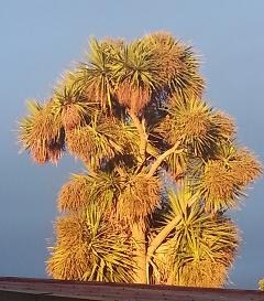 Cordyline australis - a NZ cabbage tree