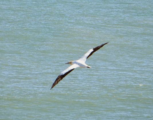 Bird of Passage