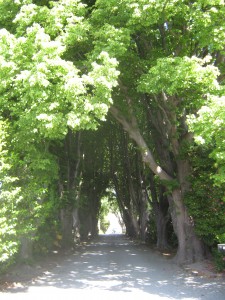Lime Avenue, planted ca. 1932 