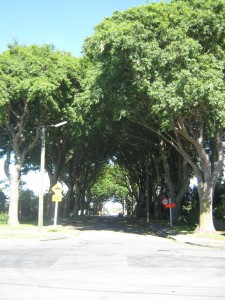 Oak avenue