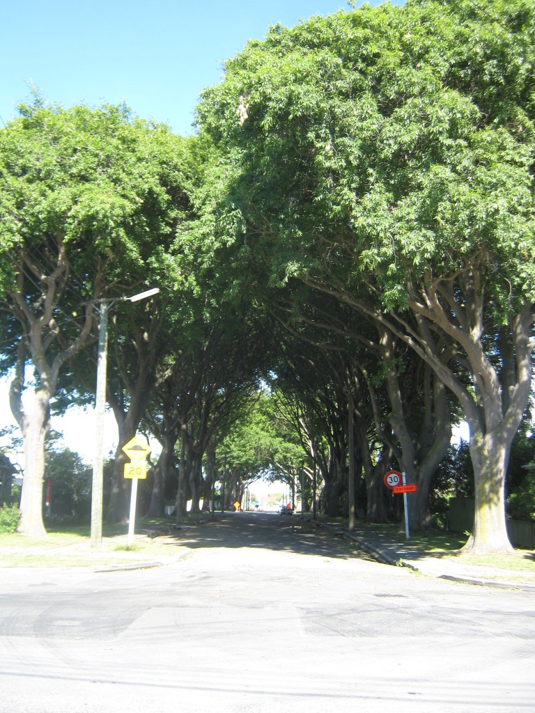 Oak avenue