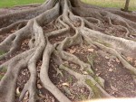 Moreton Bay Fig Roots