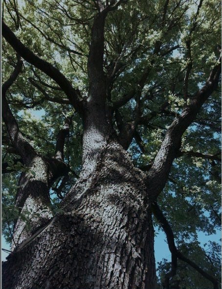 60-glandovey-tree