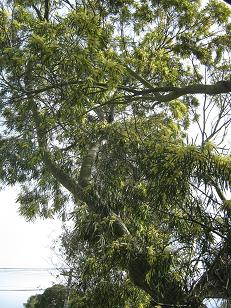Christchurch Spring 2012 017a
